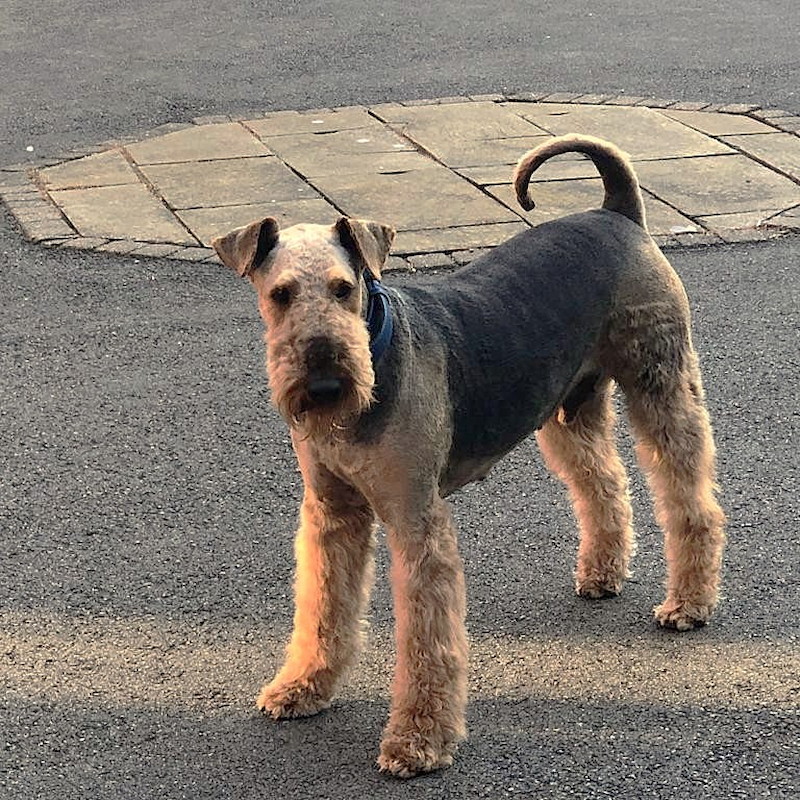 Churchill the Airedale Terrier relaxing in the garden