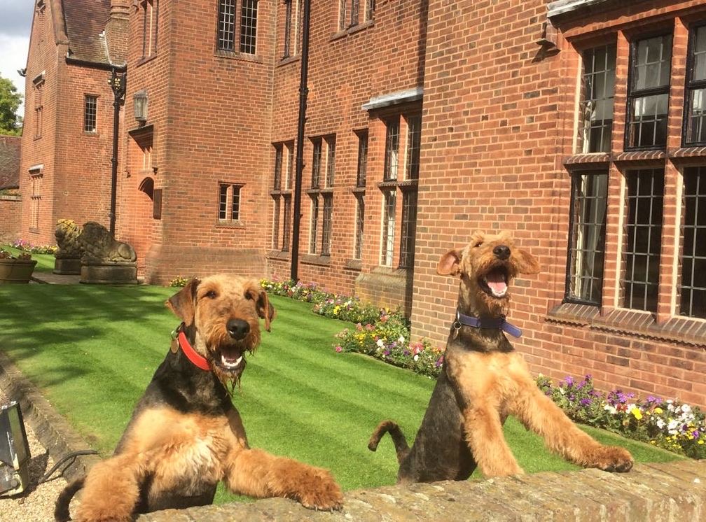 Churchill the Airedale Terrier enjoying the estate gardens
