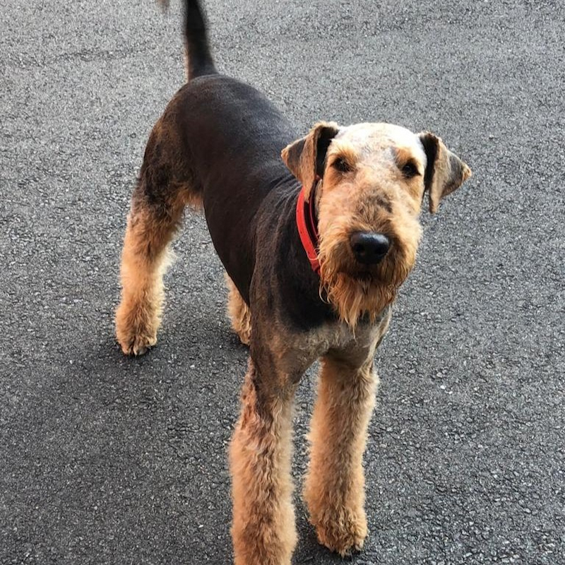 Winston the Airedale Terrier standing proudly on the estate grounds